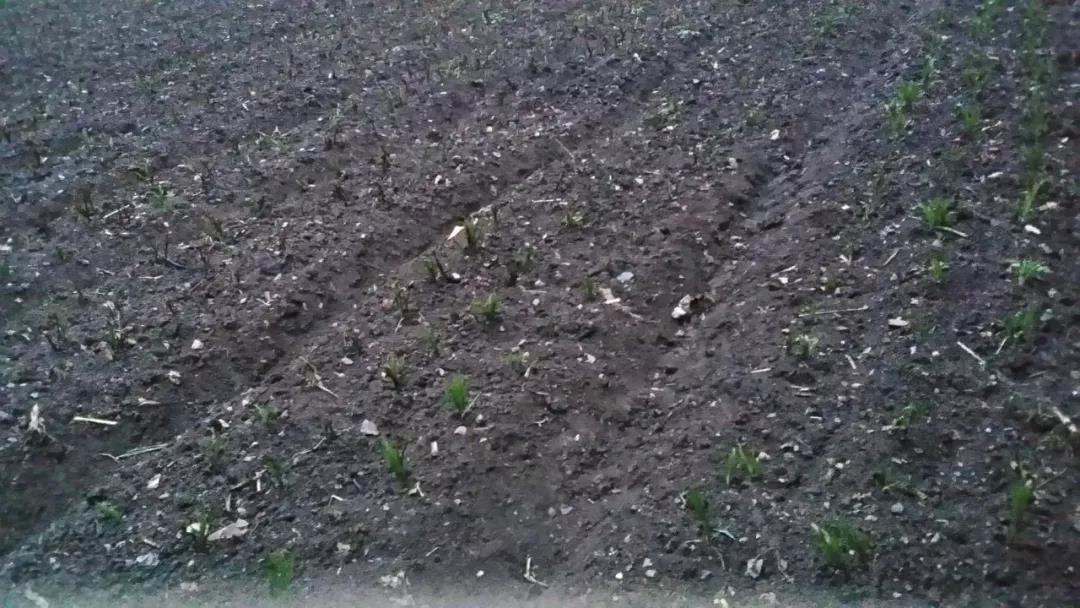 4一顆顆破土而出的中藥幼苗，為龍泉寺村帶來了新希望.jpg