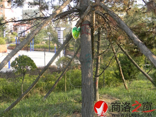 樹(shù)1.jpg