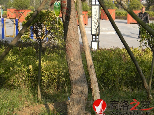樹(shù)2.jpg
