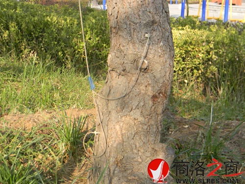 樹(shù)3.jpg