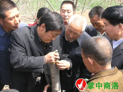 農業(yè)專家陳新樂(左二)在丹鳳縣棣花鎮(zhèn)兩嶺村指導核桃高接換優(yōu)嫁接技術