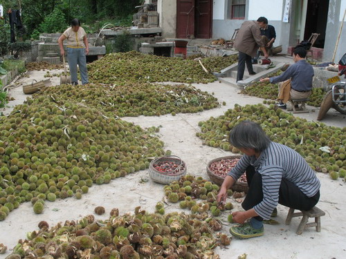 板栗已成為當(dāng)?shù)剞r(nóng)民的一項重要經(jīng)濟收入.jpg