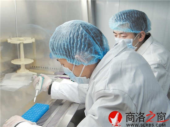 何力與劉少功在DNA實驗室里聚精會神地做實驗。