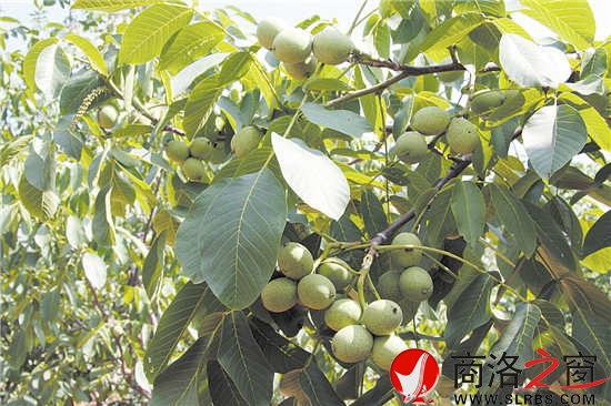 核桃是我市最具優(yōu)勢的林業(yè)特色產(chǎn)業(yè)，面積、產(chǎn)量位居全國前列，穩(wěn)居陜西第一。