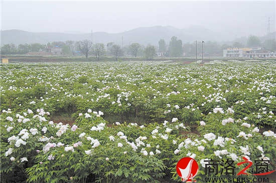綠色產(chǎn)業(yè)是我市群眾增收的重要渠道。圖為集中連片的油（藥）用牡丹基地。