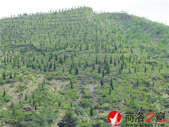 核桃高接換優(yōu)等新技術(shù)得到大面積推廣和普及，為產(chǎn)業(yè)提質(zhì)增效奠定了基礎(chǔ)。