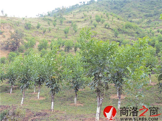 職工文體活動豐富多彩，單位的戰(zhàn)斗力、凝聚力全面增強(qiáng)。圖為開展的“迎元旦”市直林業(yè)系統(tǒng)健步走活動。