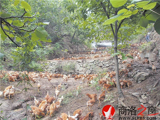 近年來，我市大力發(fā)展林下經(jīng)濟(jì)，充分挖掘林地潛力，帶動了農(nóng)民增收。