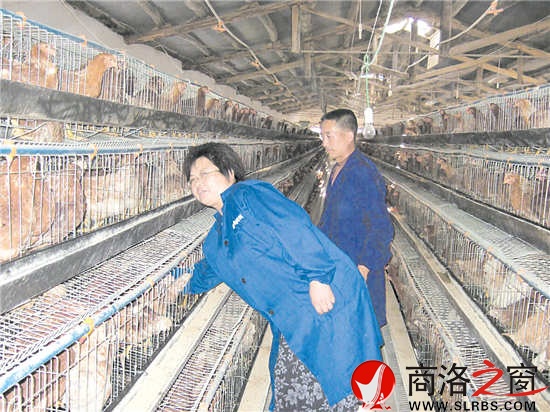 羅榮麗給養(yǎng)雞戶(hù)作技術(shù)指導(dǎo)