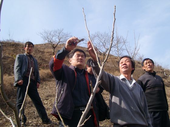 開展果樹嫁接、修剪等技術(shù)培訓(xùn).JPG