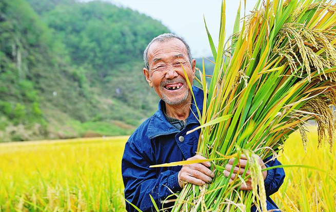 洛南60畝水稻試驗(yàn)田喜獲豐收