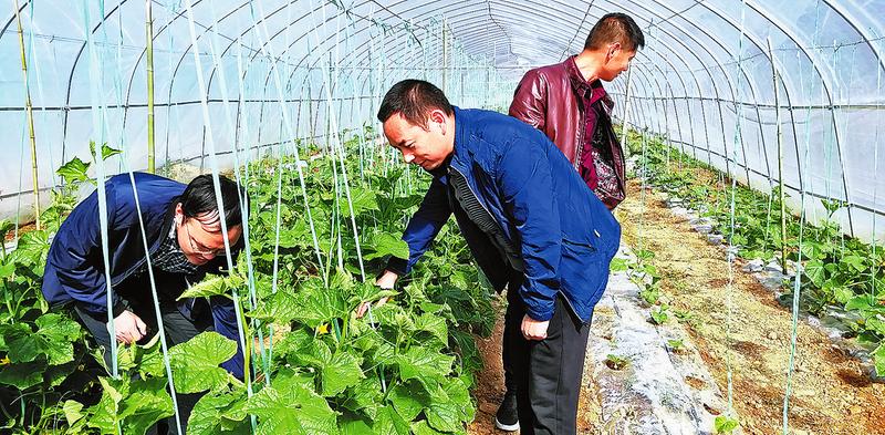 實(shí)干墾出致富路 善為綻放幸?；?>
        <div   id=