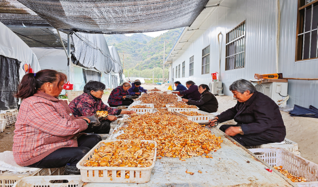 中村鎮(zhèn) 滑子菇產(chǎn)銷(xiāo)兩旺