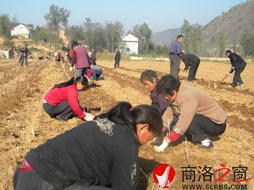 栽植良桑現(xiàn)場1_conew1.jpg