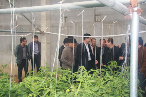 領導組在杏坪鎮(zhèn)新型農業(yè)蔬菜種植基地觀摩