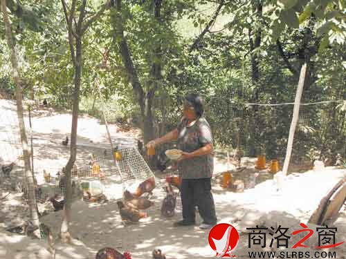 在新一輪扶貧開(kāi)發(fā)中，我市不少農(nóng)戶(hù)都將林下養(yǎng)殖作為發(fā)展項(xiàng)目。
