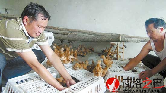 鴻偉公司向八龍村捐贈(zèng)了5000只價(jià)值6萬元的雞苗，村民江文春正在接收雞苗。