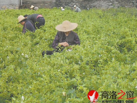 在市委宣傳部的幫扶下新建的100畝金銀花基地，增加了村民收入。