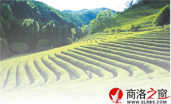 商南是陜西有名的產(chǎn)茶區(qū)，滿山遍野的茶樹(shù)就像是覆蓋在山上的綠毯子，成為農(nóng)民的綠色銀行。