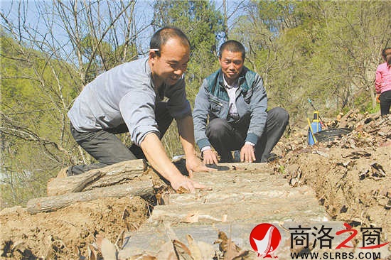 社員石立峰正在種植豬苓,趙實(shí)明在旁邊進(jìn)行技術(shù)指導(dǎo)。