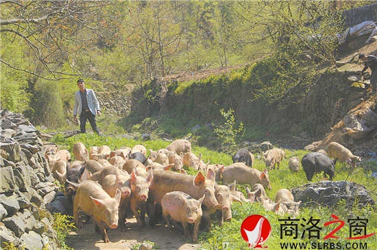 每天固定時(shí)間,趙王琦就會(huì)把圈舍里的豬放出來(lái)。