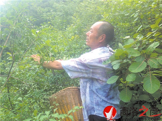 打山貨每天能賣百十元錢，成了炎炎夏季袁漢友最開(kāi)心的事情。