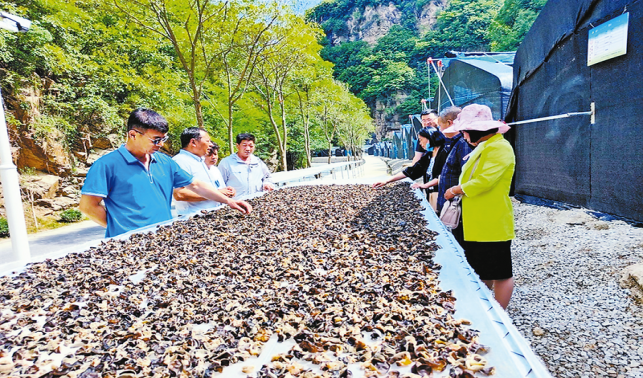 激活一項產業(yè) 帶富一方百姓